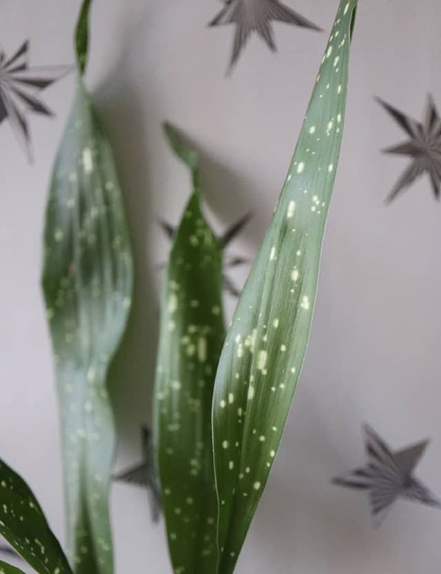 /images/plants/aspidistra-elatior-milky-way-5.jpg