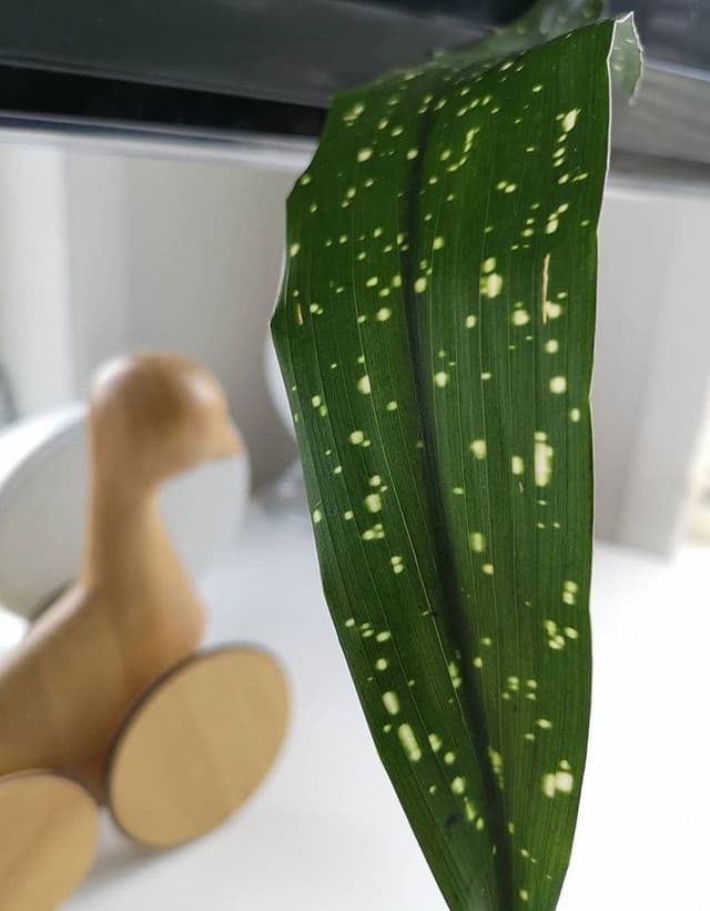 /images/plants/aspidistra-elatior-milky-way-6.jpg