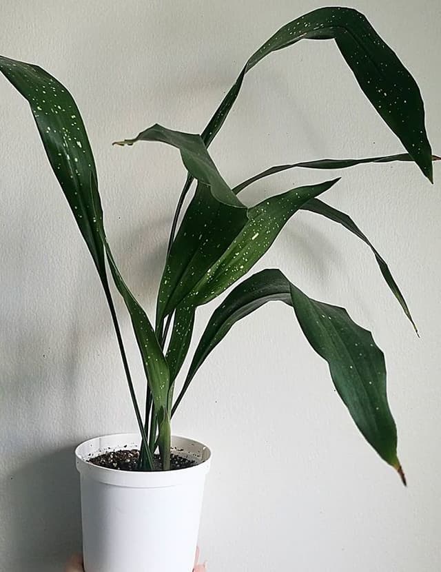 /images/plants/aspidistra-elatior-milky-way-7.jpg
