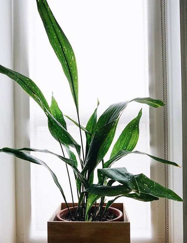 /images/plants/aspidistra-elatior-milky-way-8.jpg