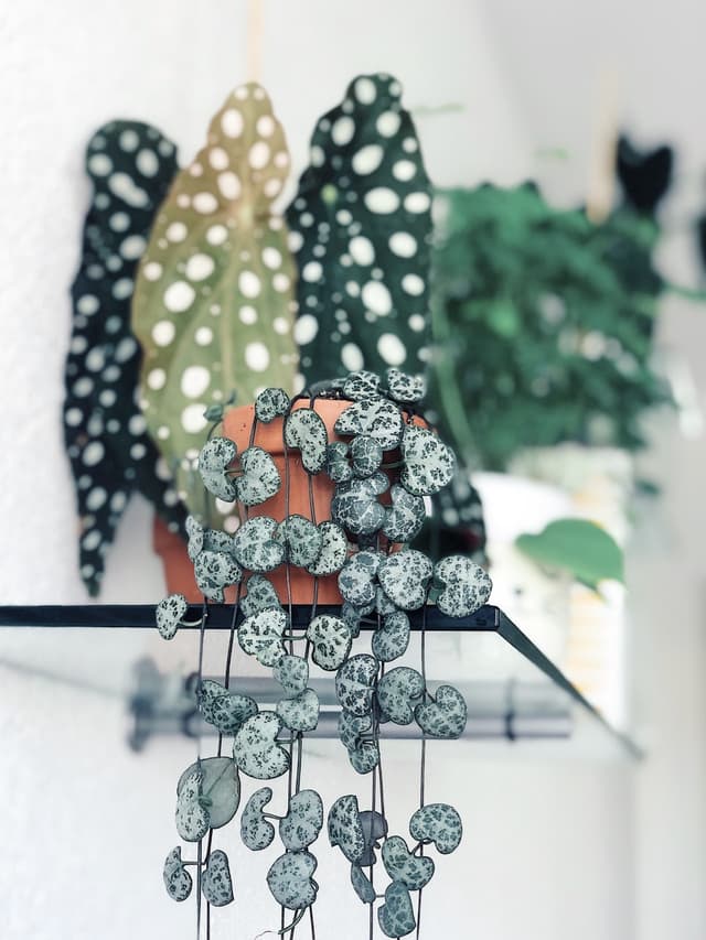 /images/plants/ceropegia-woodii-2.jpg
