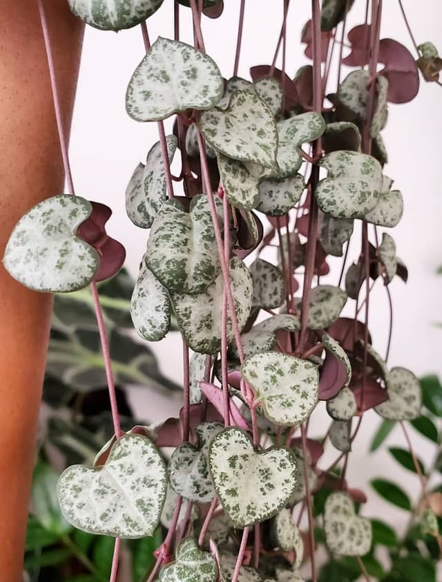 /images/plants/ceropegia-woodii-3.jpg