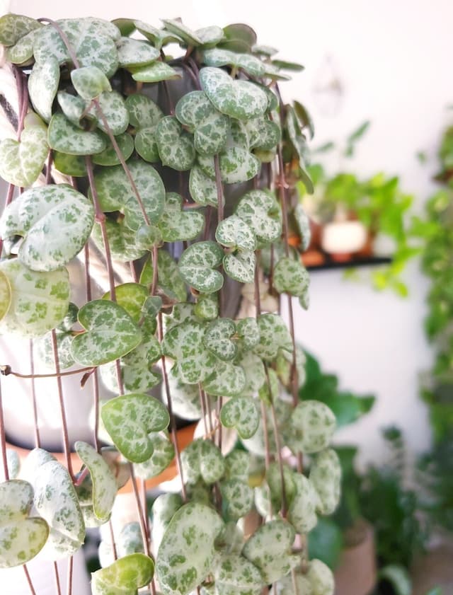 /images/plants/ceropegia-woodii-4.jpg