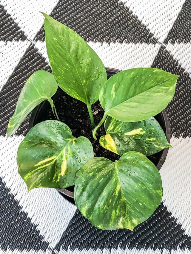 /images/plants/epipremnum-aureum-1.jpg