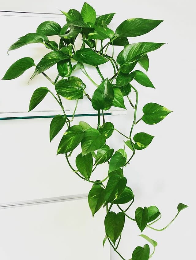 /images/plants/epipremnum-aureum-10.jpg