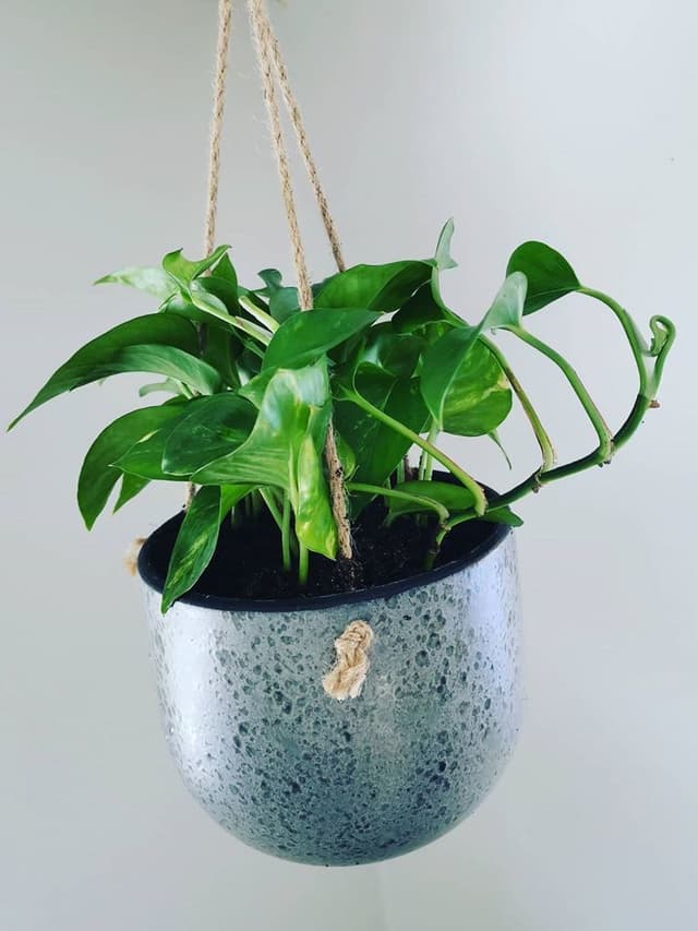 /images/plants/epipremnum-aureum-2.jpg