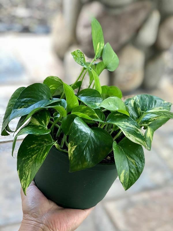 /images/plants/epipremnum-aureum-3.jpg