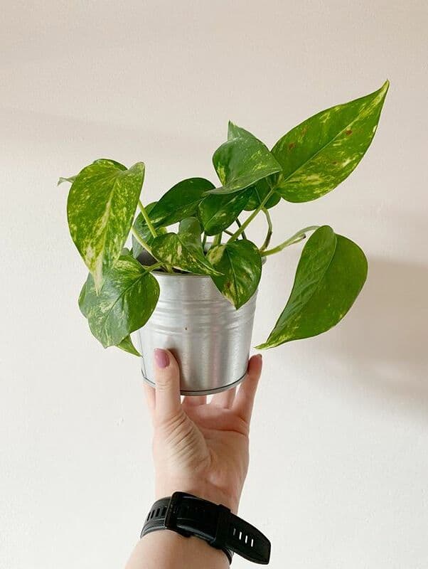 /images/plants/epipremnum-aureum-4.jpg