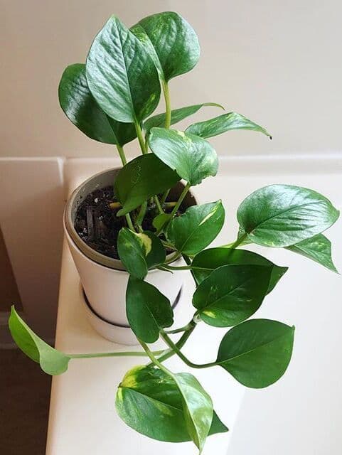 /images/plants/epipremnum-aureum-5.jpg