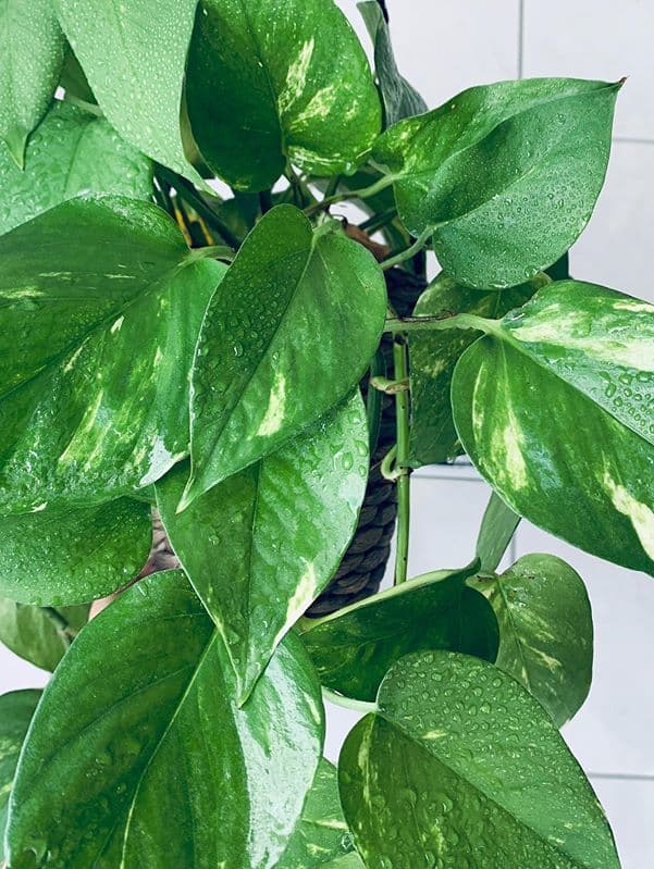 /images/plants/epipremnum-aureum-6.jpg