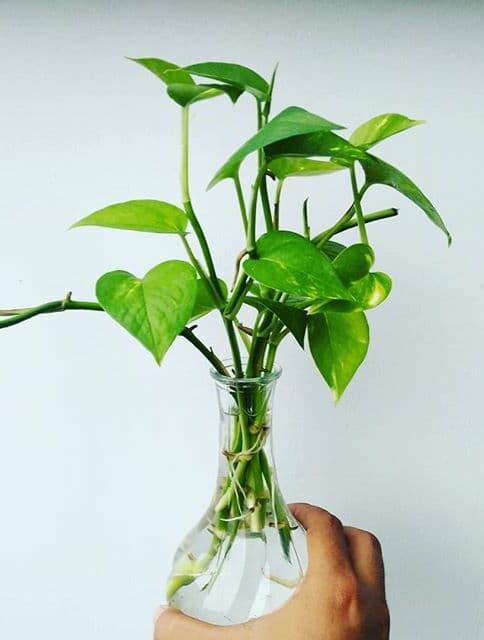 /images/plants/epipremnum-aureum-7.jpg