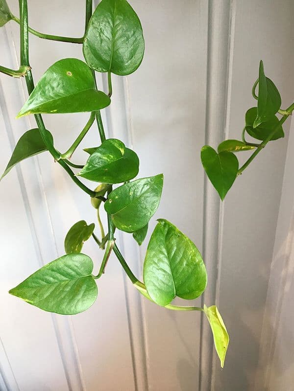 /images/plants/epipremnum-aureum-8.jpg