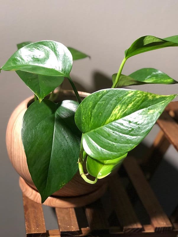 /images/plants/epipremnum-aureum-9.jpg