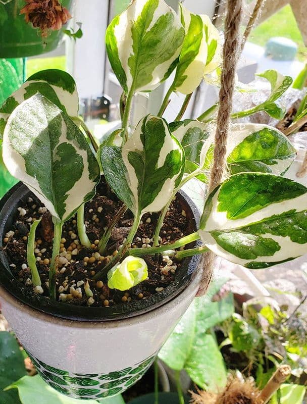 /images/plants/epipremnum-aureum-glacier-1.jpg
