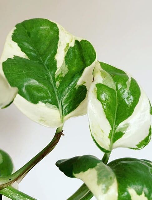 /images/plants/epipremnum-aureum-glacier-2.jpg