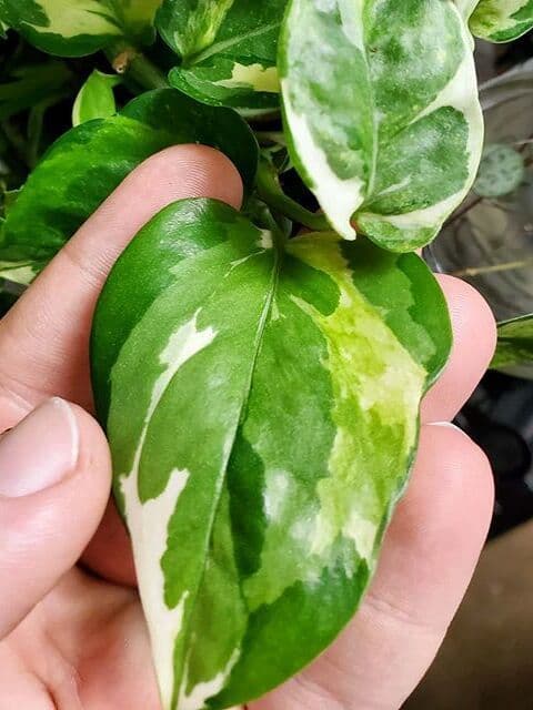 /images/plants/epipremnum-aureum-glacier-3.jpg