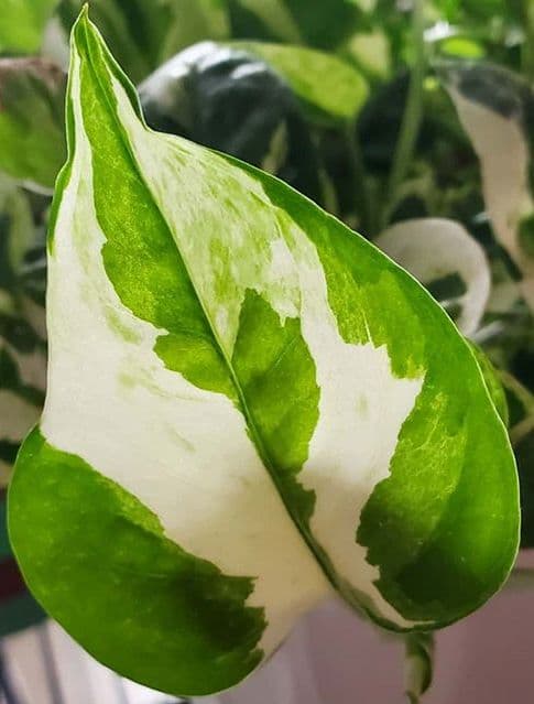 /images/plants/epipremnum-aureum-glacier-4.jpg