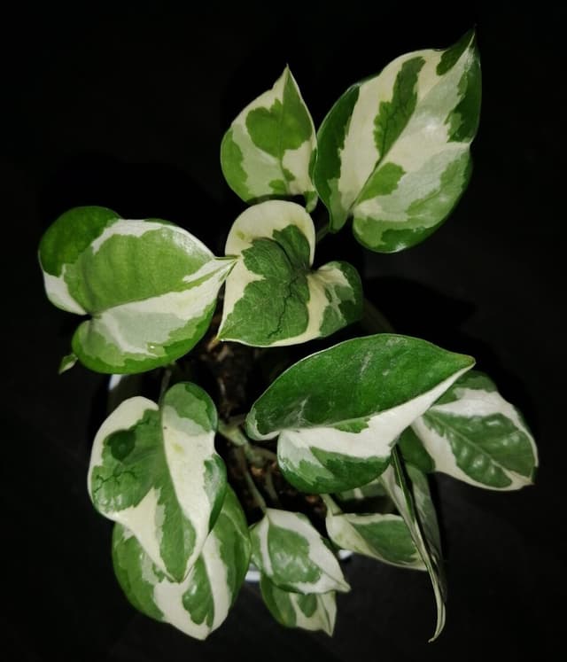 /images/plants/epipremnum-aureum-glacier-6.jpg
