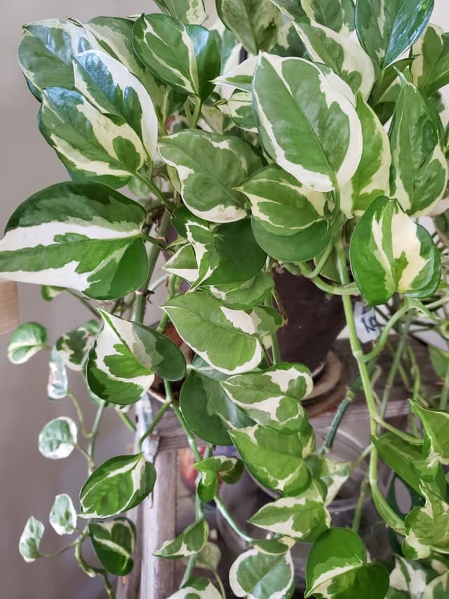 /images/plants/epipremnum-aureum-glacier-7.jpg