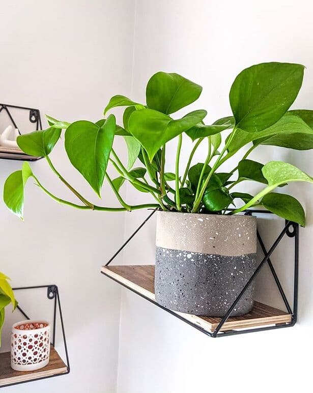 /images/plants/epipremnum-aureum-jade-2.jpg