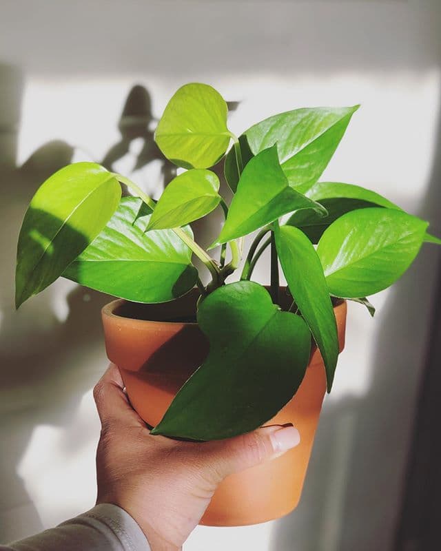 /images/plants/epipremnum-aureum-jade-3.jpg