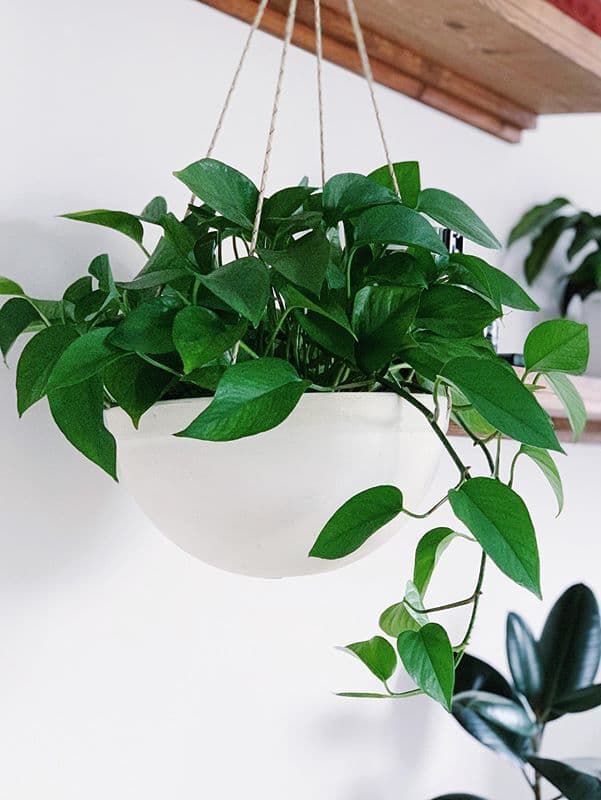 /images/plants/epipremnum-aureum-jade-4.jpg