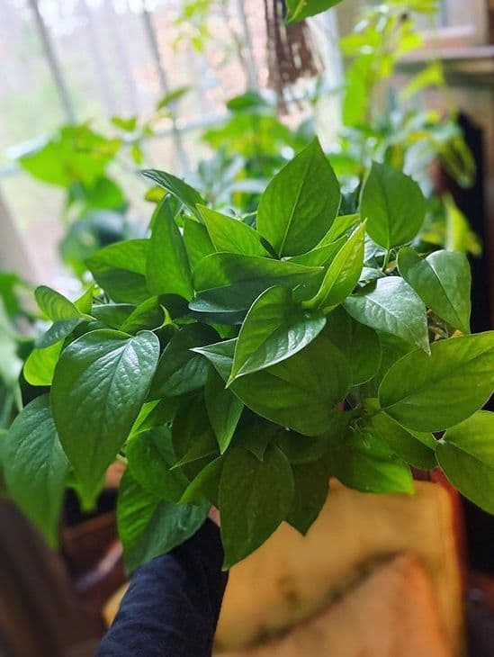 /images/plants/epipremnum-aureum-jade-5.jpg