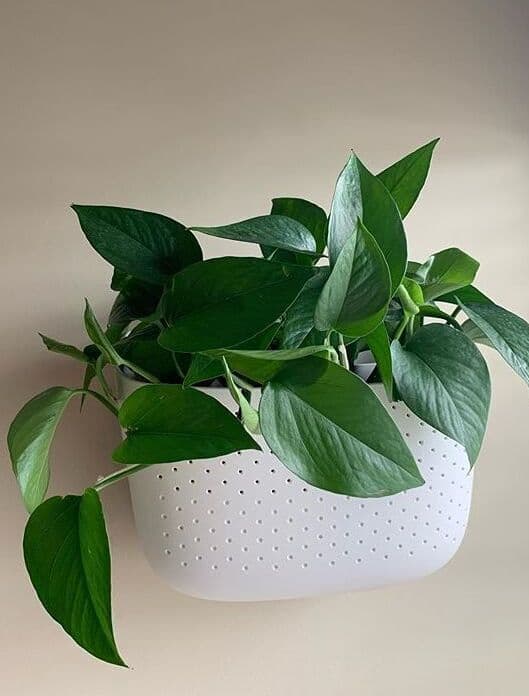 /images/plants/epipremnum-aureum-jade-6.jpg