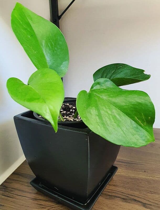 /images/plants/epipremnum-aureum-jade-7.jpg