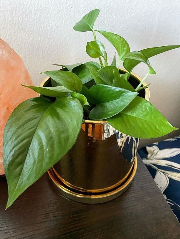 /images/plants/epipremnum-aureum-jade-8.jpg