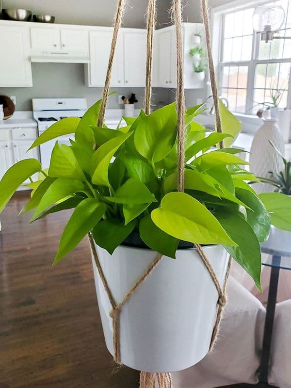 /images/plants/epipremnum-aureum-neon-10.jpg