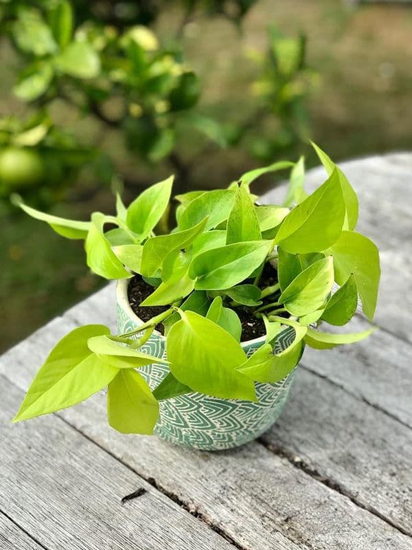 /images/plants/epipremnum-aureum-neon-11.jpg