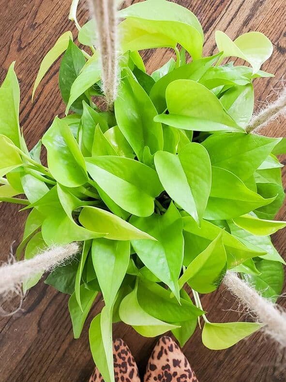 /images/plants/epipremnum-aureum-neon-2.jpg