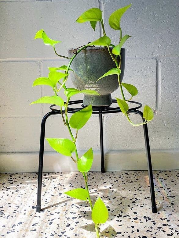 /images/plants/epipremnum-aureum-neon-3.jpg