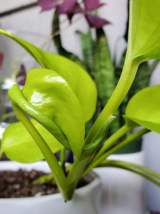 /images/plants/epipremnum-aureum-neon-4.jpg