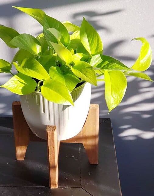 /images/plants/epipremnum-aureum-neon-5.jpg