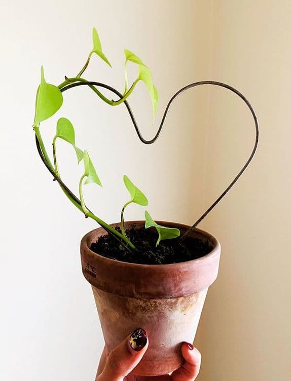 /images/plants/epipremnum-aureum-neon-6.jpg