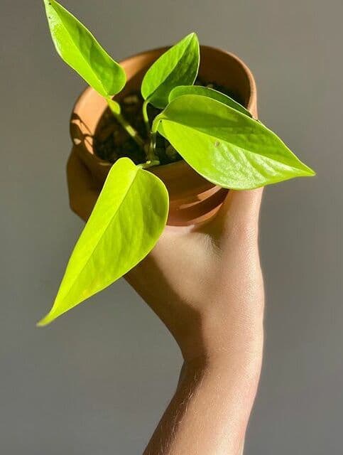 /images/plants/epipremnum-aureum-neon-7.jpg