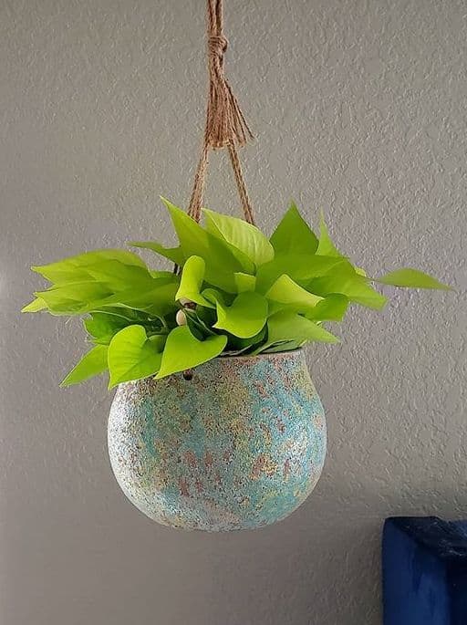 /images/plants/epipremnum-aureum-neon-8.jpg