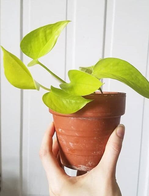 /images/plants/epipremnum-aureum-neon-9.jpg