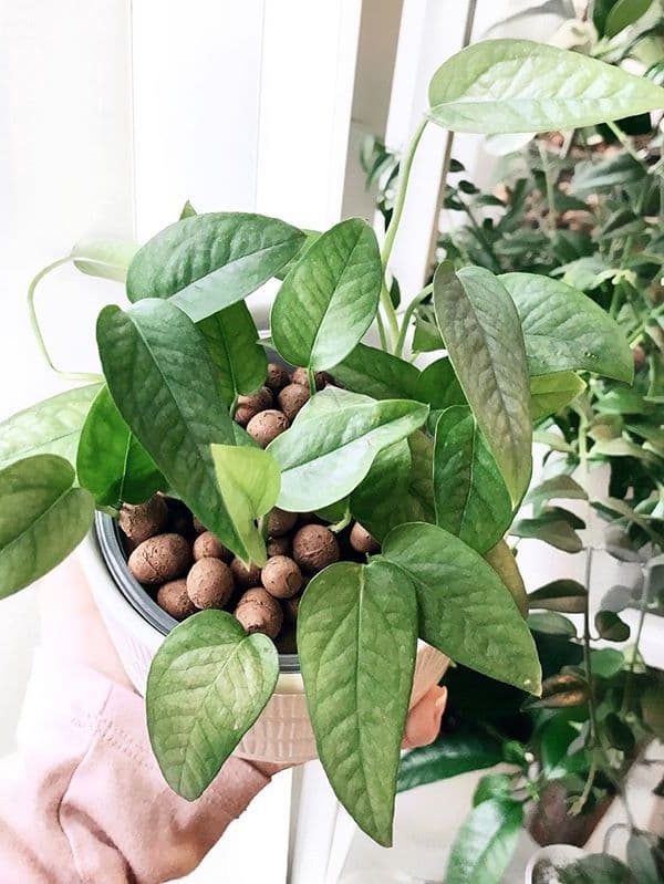 /images/plants/epipremnum-pinnatum-cebu-blue-10.jpg