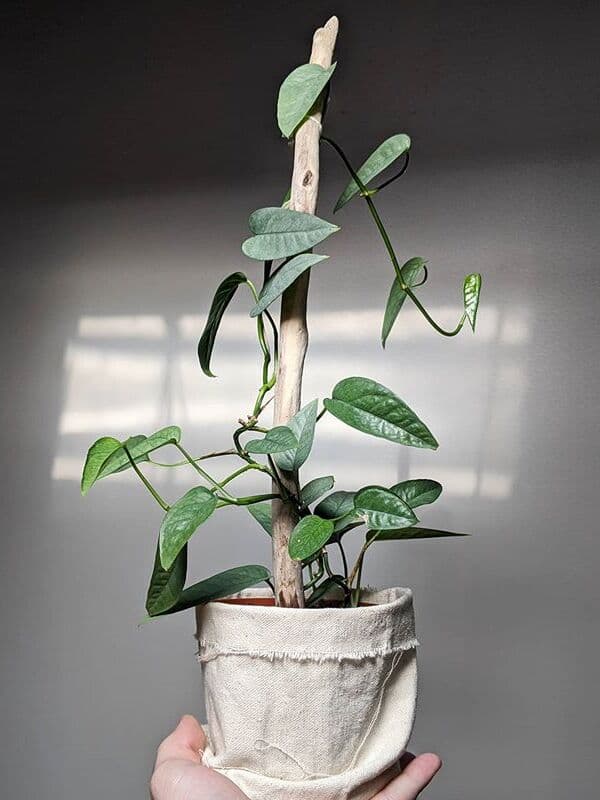 /images/plants/epipremnum-pinnatum-cebu-blue-2.jpg