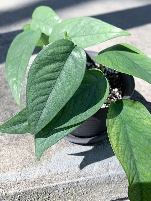 /images/plants/epipremnum-pinnatum-cebu-blue-3.jpg