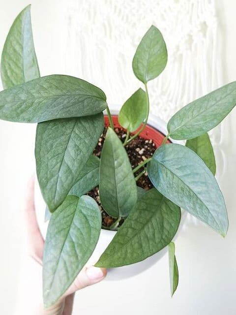 /images/plants/epipremnum-pinnatum-cebu-blue-5.jpg