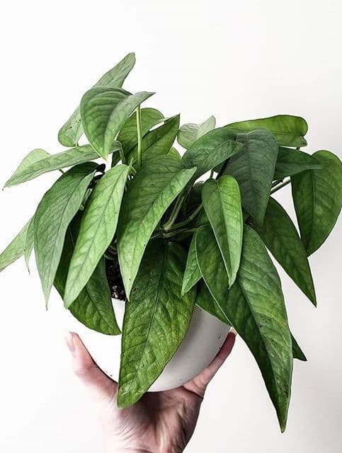 /images/plants/epipremnum-pinnatum-cebu-blue-9.jpg