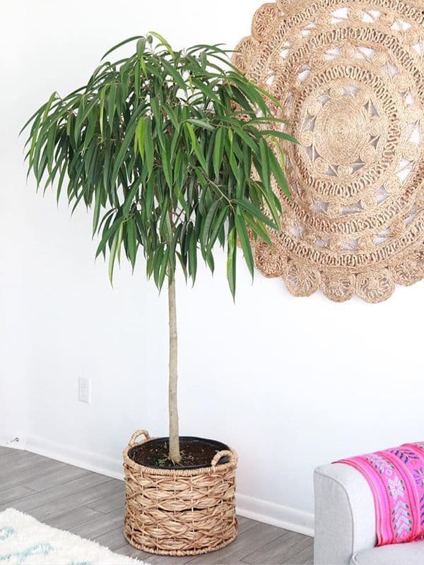 /images/plants/ficus-binnendijkii-alii-1.jpg