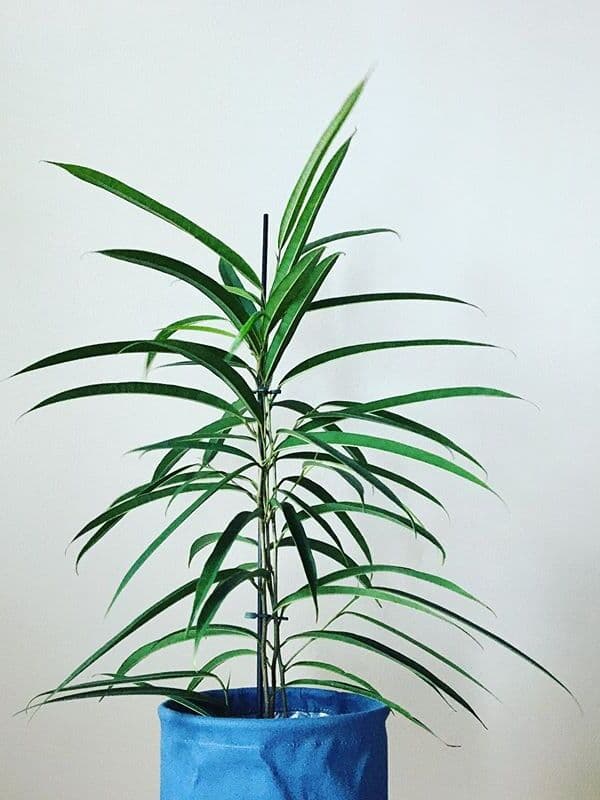 /images/plants/ficus-binnendijkii-alii-10.jpg