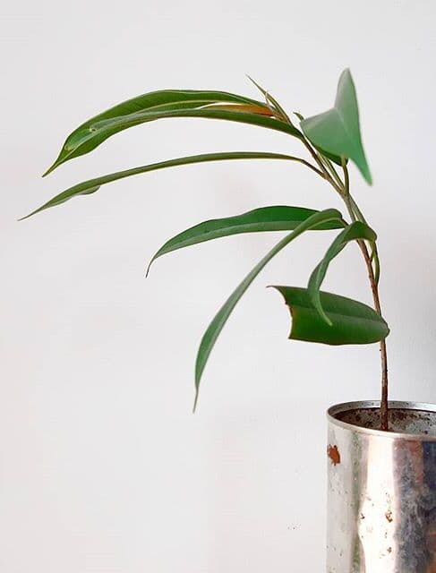 /images/plants/ficus-binnendijkii-alii-11.jpg