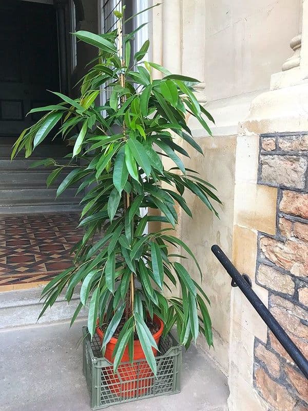 /images/plants/ficus-binnendijkii-alii-12.jpg