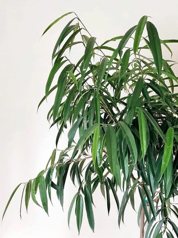 /images/plants/ficus-binnendijkii-alii-13.jpg